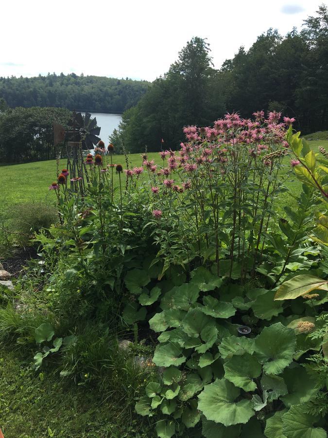 Bed and Breakfast Hummingbird Hill Stoddard Exterior foto